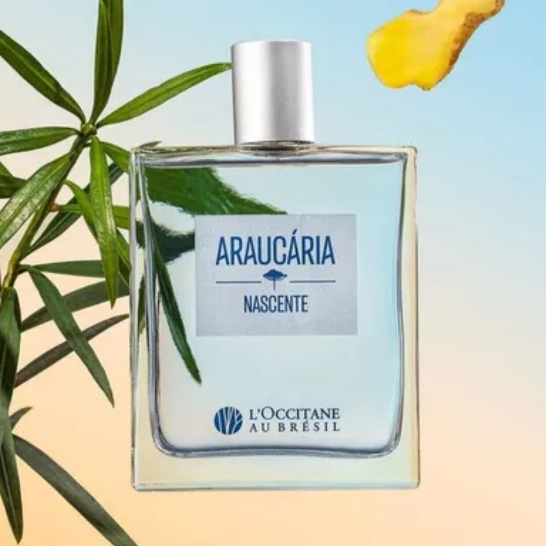 Au Bresil Araucaria Nascente Perfume Fragance 100ml L'occitane